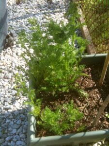 Ingredients that define the dish